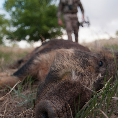 Killing Your Fawns